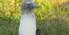 Pelagic Productions - Blue-footed Booby - North Seymour Island, Galapagos Islands