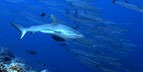 Pelagic Productions - Grey Reef Sharks & Barracuda - Palau, Micronesia