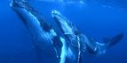 Pelagic Productions - Humpback Whales - Kingdom of Tonga