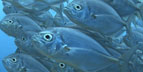 Pelagic Productions - Whitemouth Jackfish and diver - Blue Corner Dive Site, Palau, Micronesia