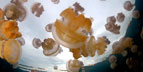 Pelagic Productions - Jellyfish Lake - Palau, Micronesia