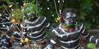 Pelagic Productions - Traditional Ra Snake Dancers - Vanuatu Islands